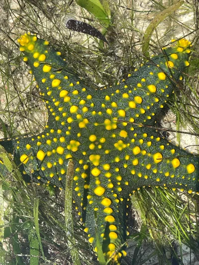 Pentaceraster mammillatus - TZ