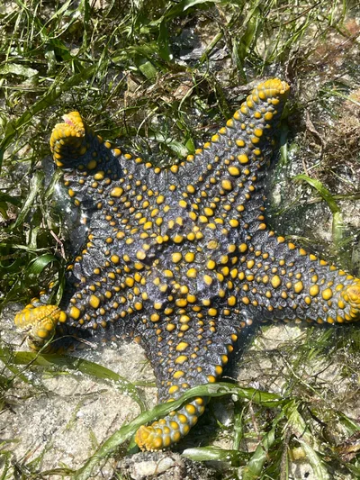 Pentaceraster mammillatus - TZ