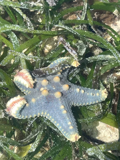 Pentaceraster mammillatus - TZ