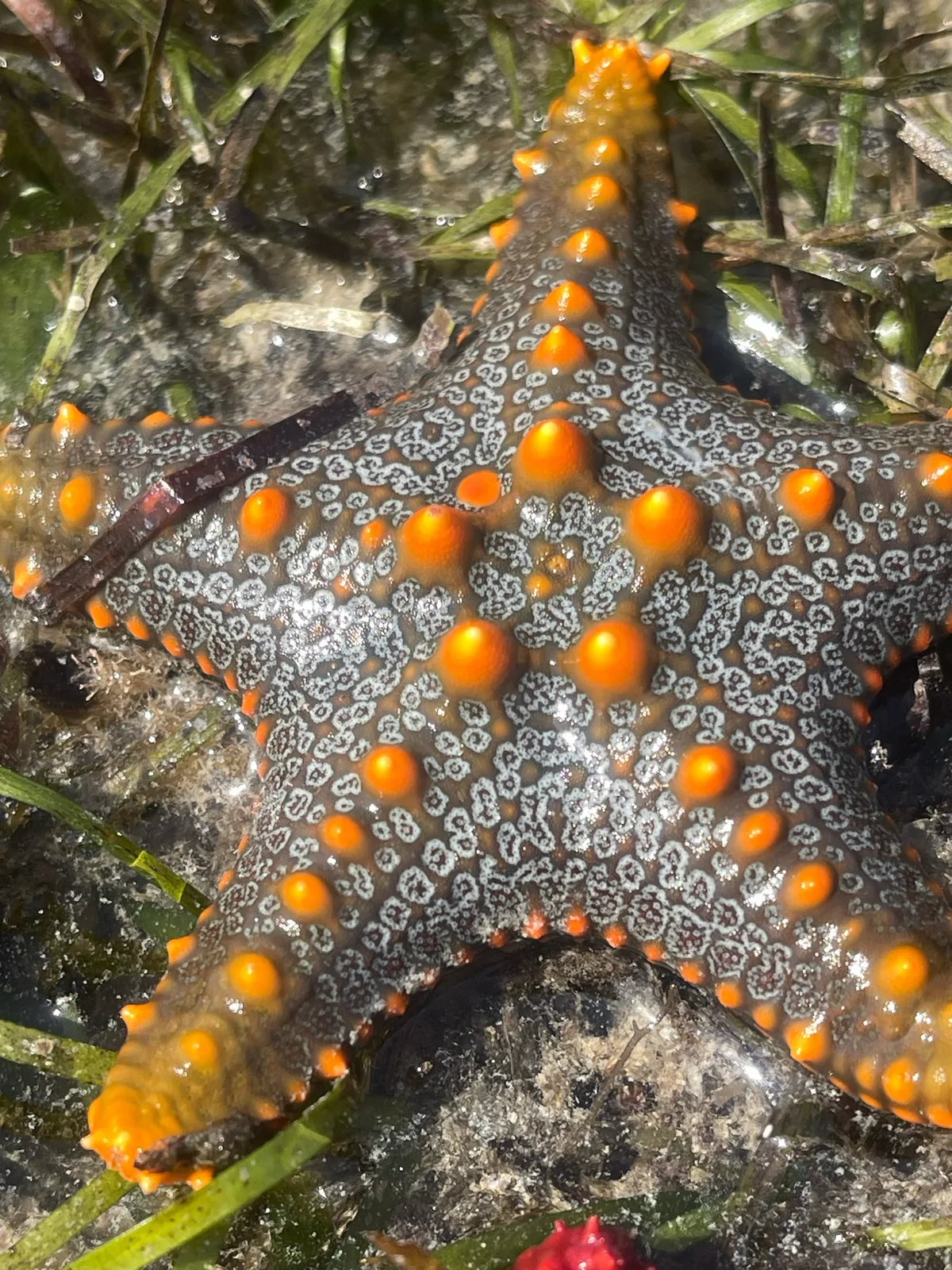 Pentaceraster mammillatus - TZ