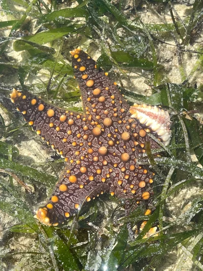 Pentaceraster mammillatus - TZ
