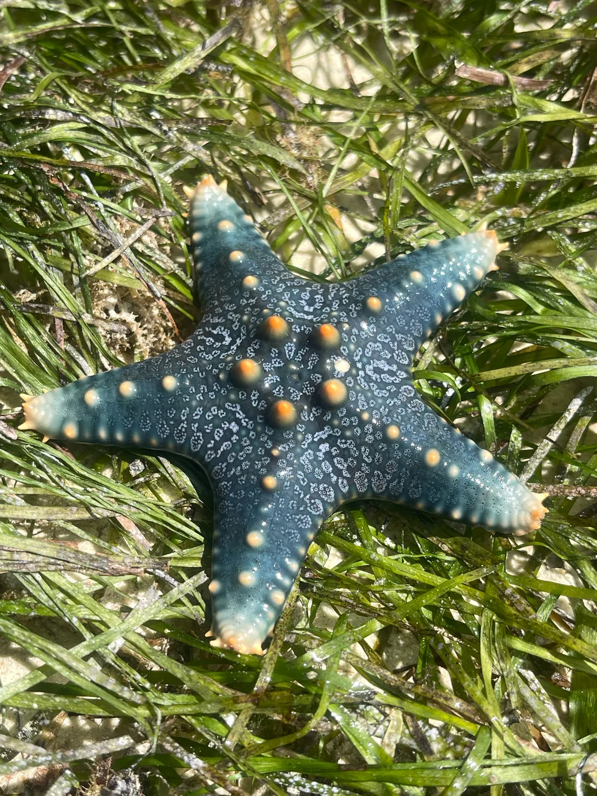 Pentaceraster mammillatus - TZ