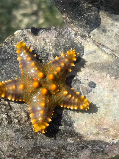 Pentaceraster mammillatus - TZ