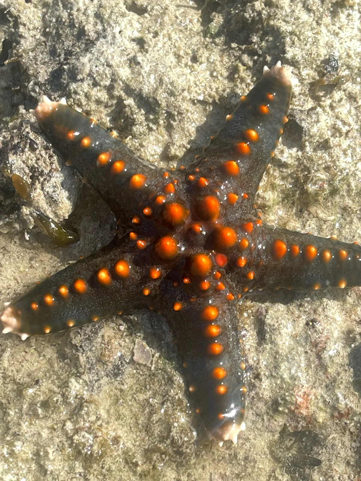 Pentaceraster mammillatus - TZ
