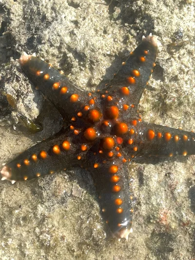 Pentaceraster mammillatus - TZ