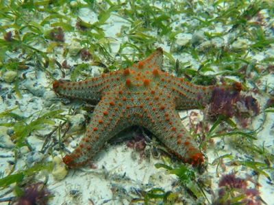 Pentaceraster mammillatus - Kaskazini 'A', TZ-ZN, TZ