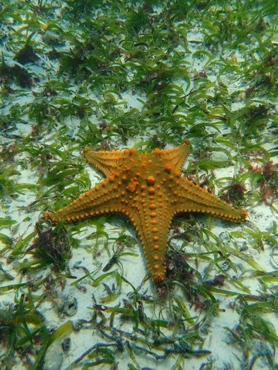 Pentaceraster mammillatus - Kaskazini 'A', TZ-ZN, TZ