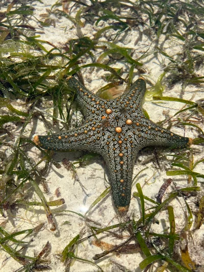 Pentaceraster mammillatus - Chwaka Bay, TZ