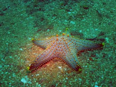Pentaceraster mammillatus - Lungalunga, KE-KW, KE