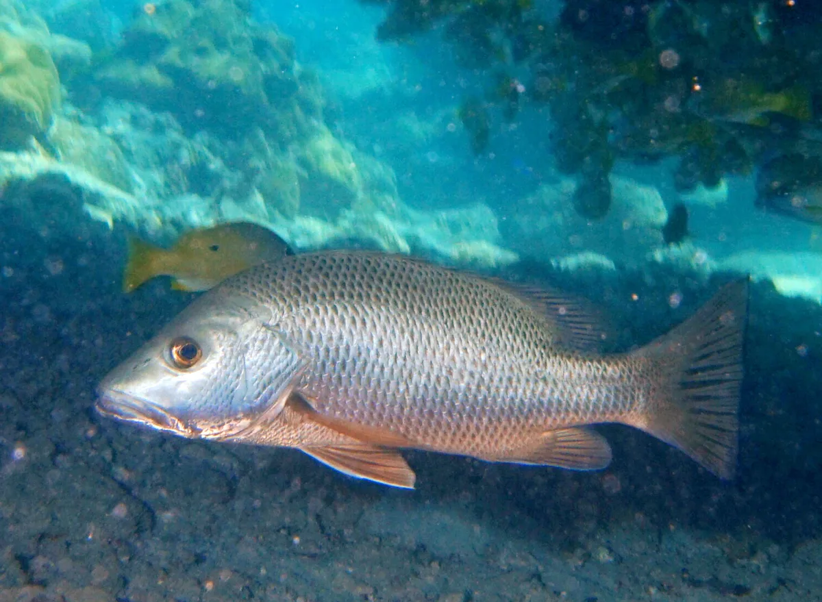 Mangrove Snapper