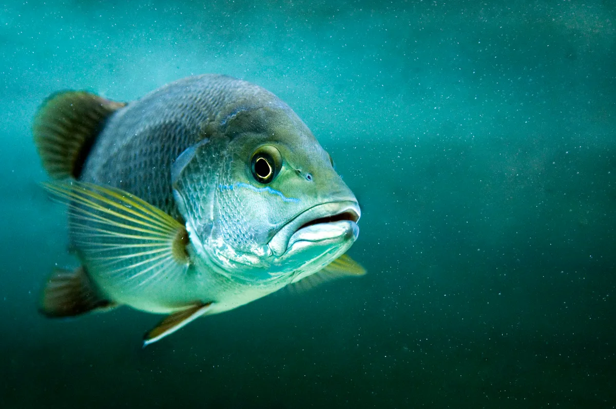 Jack Of The Mangroves