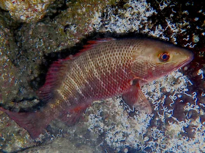 Lutjanus Argentimaculatus.紅鮪.