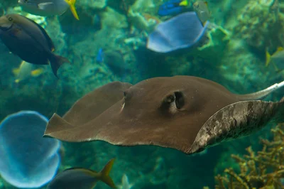 Urogymnus granulatus - Mangrove Whipray