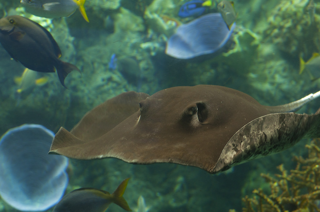 Urogymnus granulatus - Mangrove Whipray