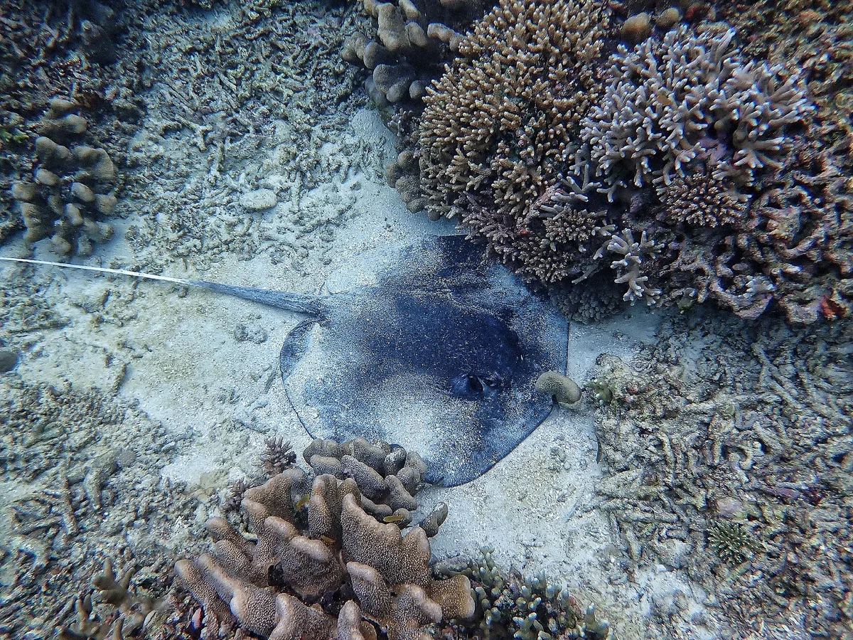 Urogymnus granulatus. Mangrove whipray.