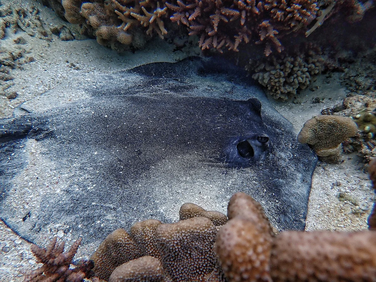 Urogymnus granulatus. Mangrove whipray.