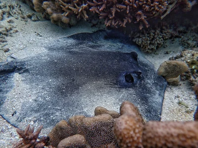 Urogymnus granulatus. Mangrove whipray.