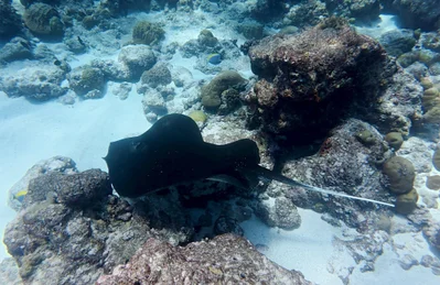 Urogymnus granulatus - Maldives