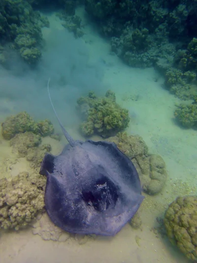 Urogymnus granulatus - Makkah, SA