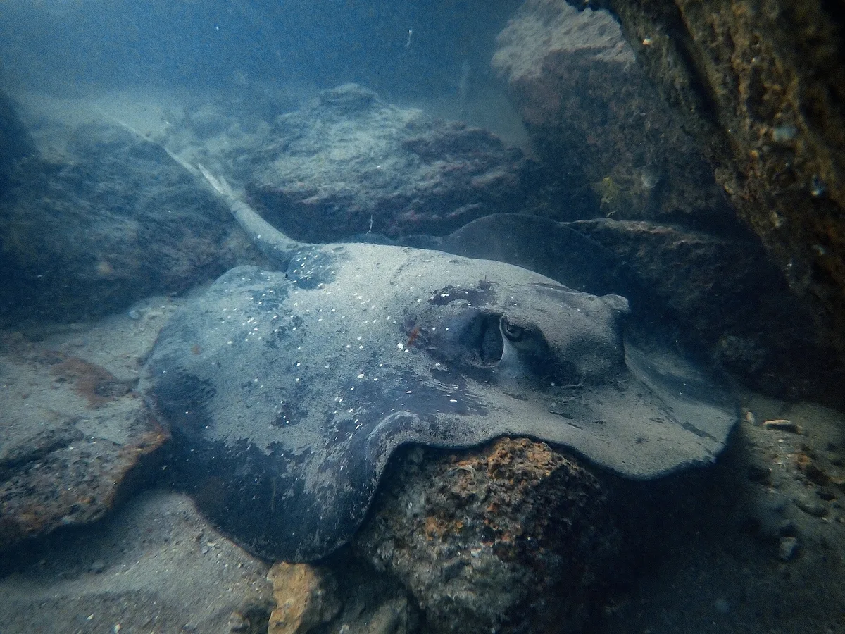 Urogymnus granulatus - The Great Barrier Reef Marine Park, Arcadia, Northern, AU