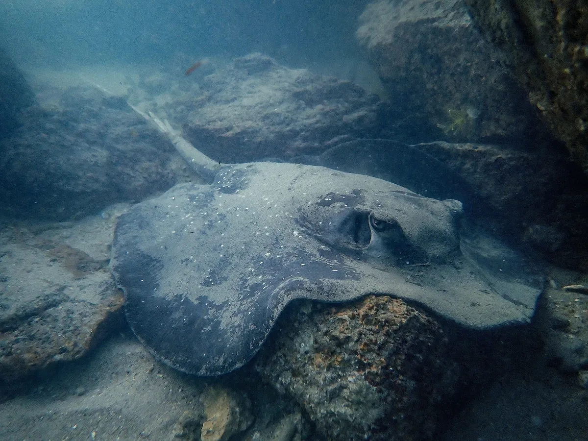 Urogymnus granulatus - The Great Barrier Reef Marine Park, Arcadia, Northern, AU