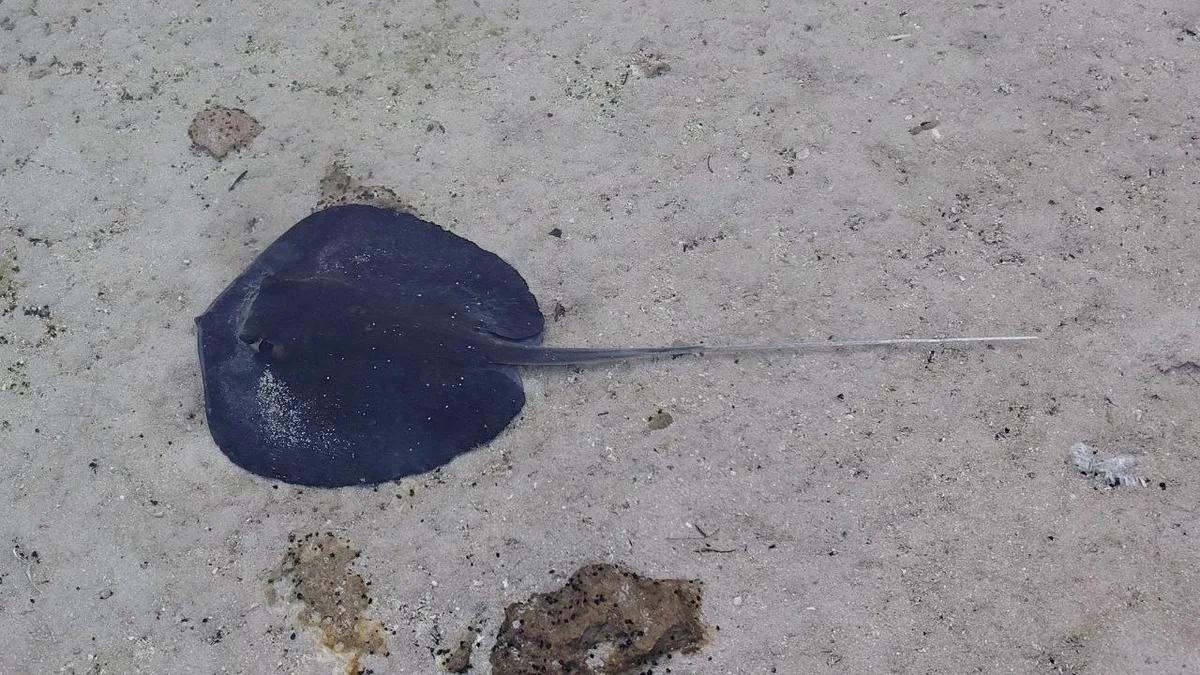 Urogymnus granulatus - India