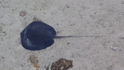 Urogymnus granulatus - India
