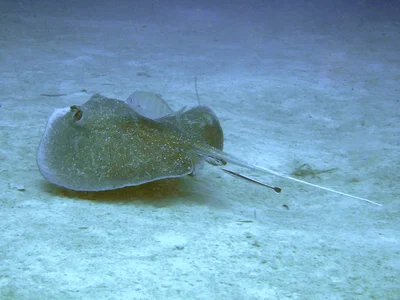 Urogymnus granulatus - Solomon Islands