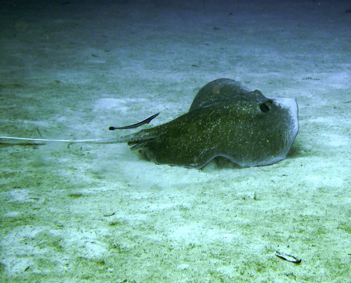 Urogymnus granulatus - Solomon Islands