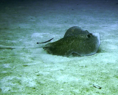 Urogymnus granulatus - Solomon Islands
