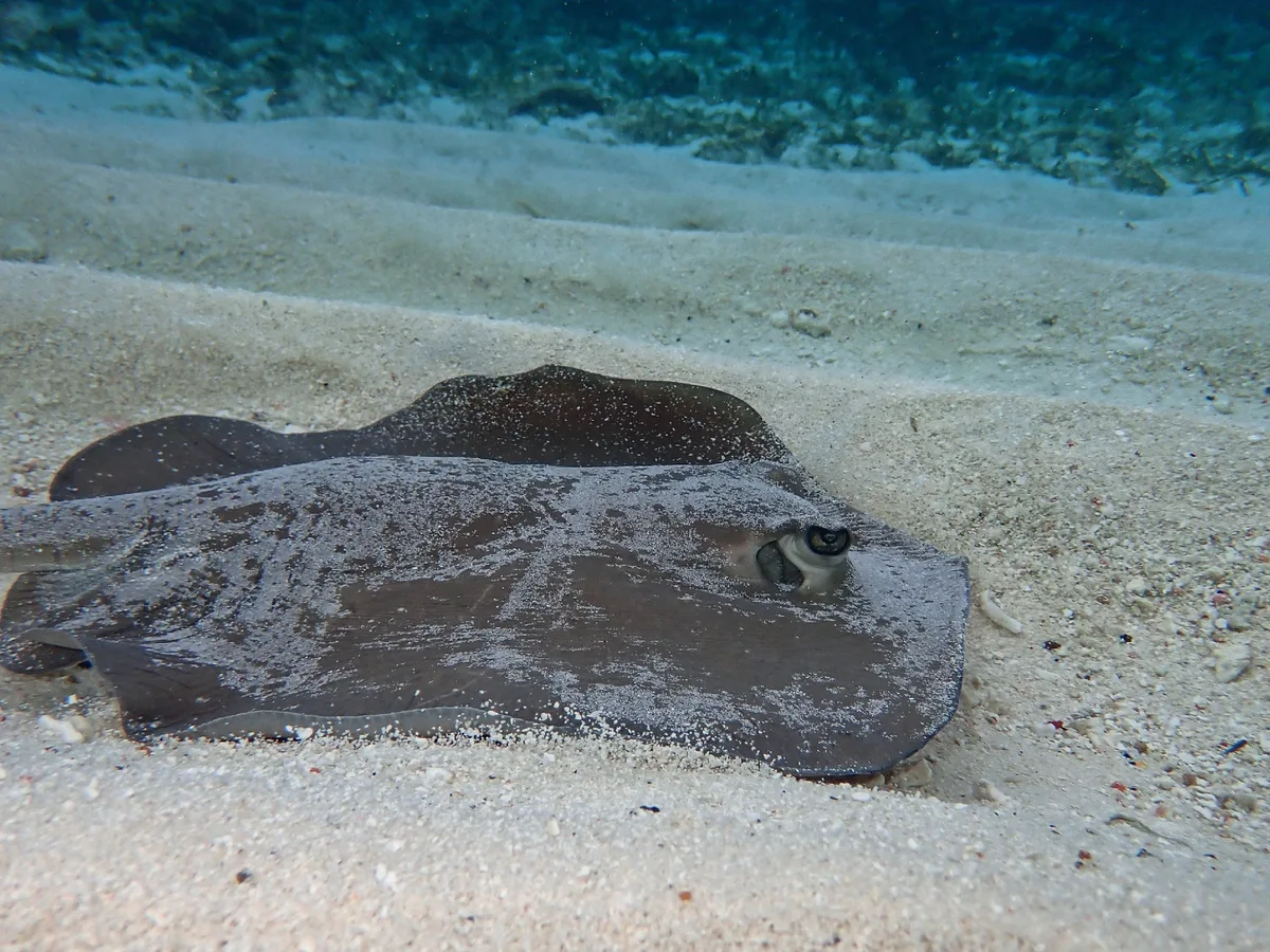 Urogymnus granulatus - Maldives