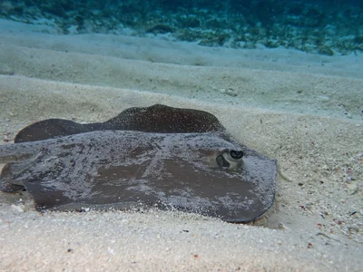 Urogymnus granulatus - Maldives