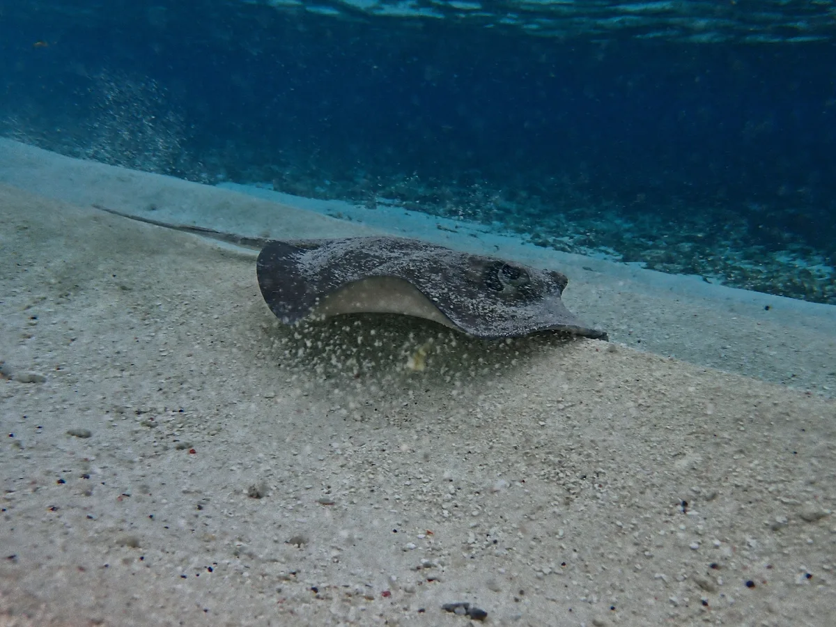 Urogymnus granulatus - Maldives