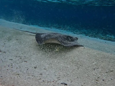 Urogymnus granulatus - Maldives