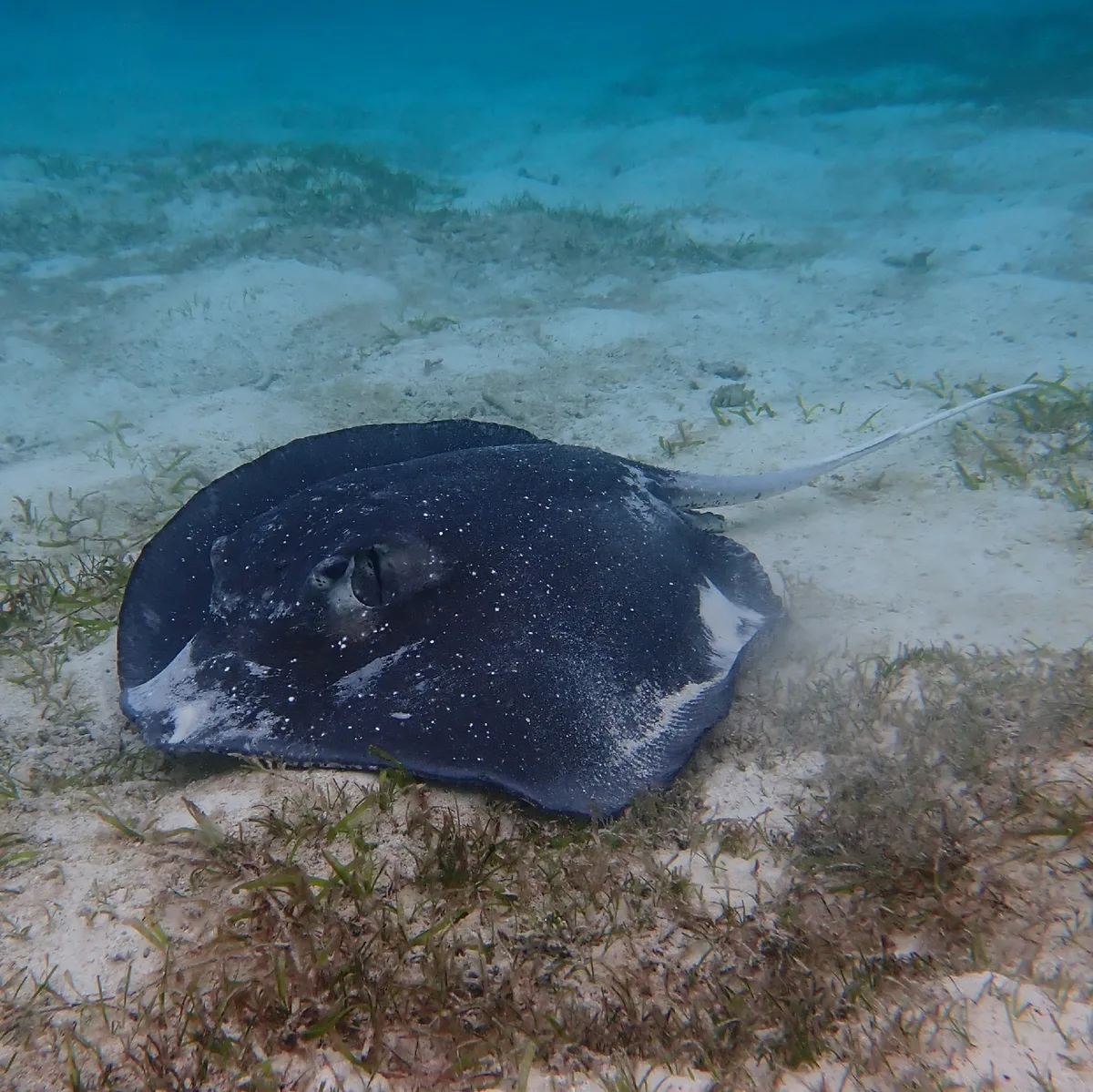 Urogymnus granulatus - Maldives