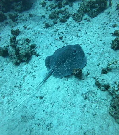 Mangrove Whipray