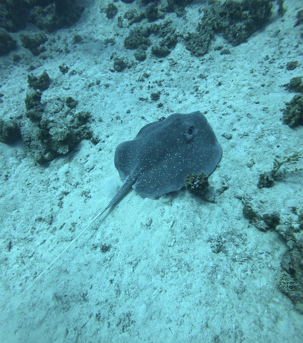 Mangrove Whipray