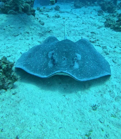 Mangrove Whipray