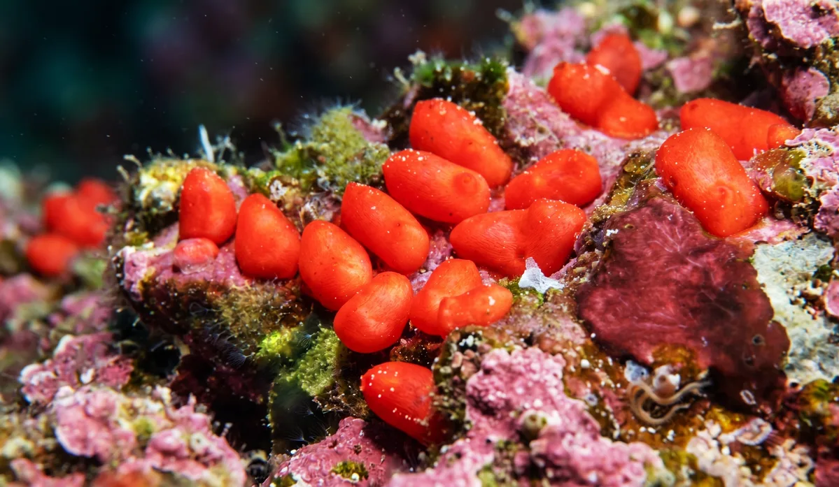 Manina's Ascidian