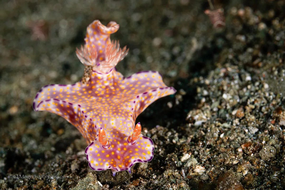 Ceratosoma tenue