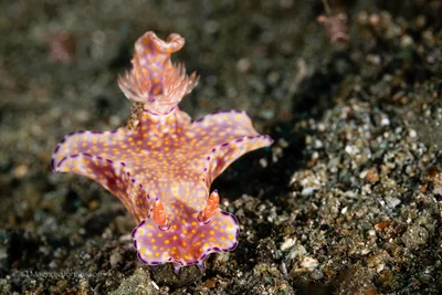 Ceratosoma tenue