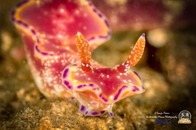 CERATOSOMA TENUE