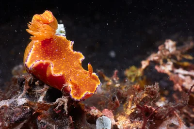 Ceratosoma tenue
