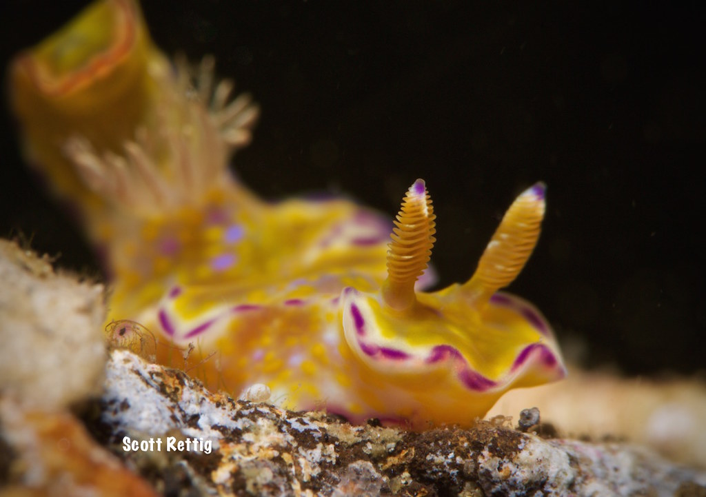 Ceratosoma tenue