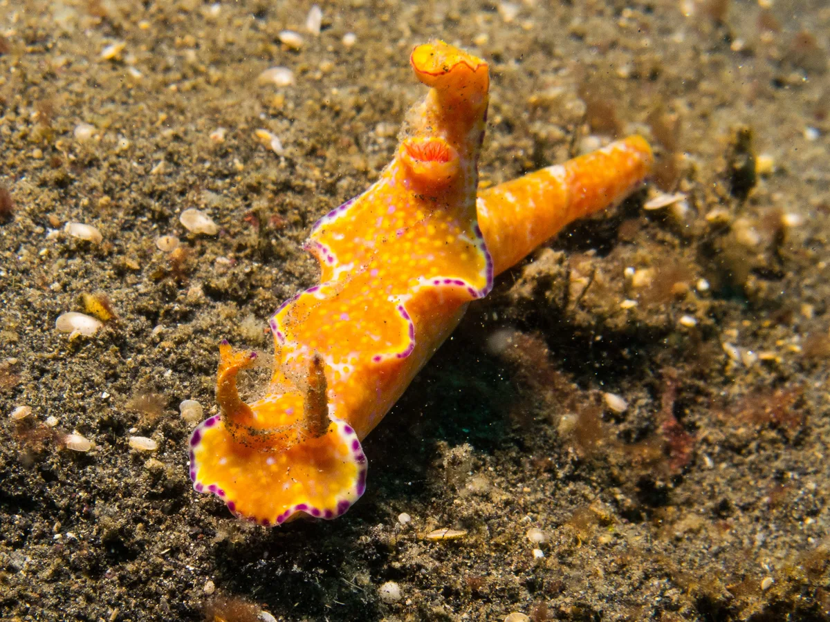 Ceratosoma tenue