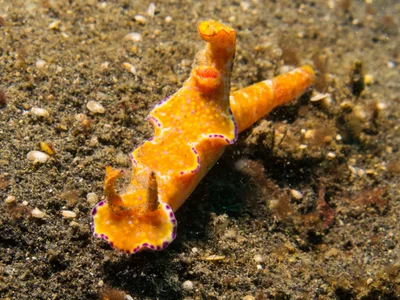 Ceratosoma tenue