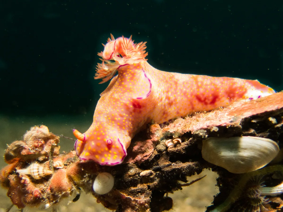 Ceratosoma tenue
