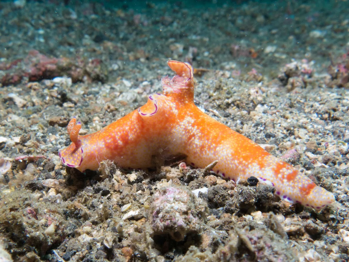 Ceratosoma tenue