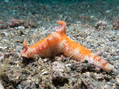 Ceratosoma tenue