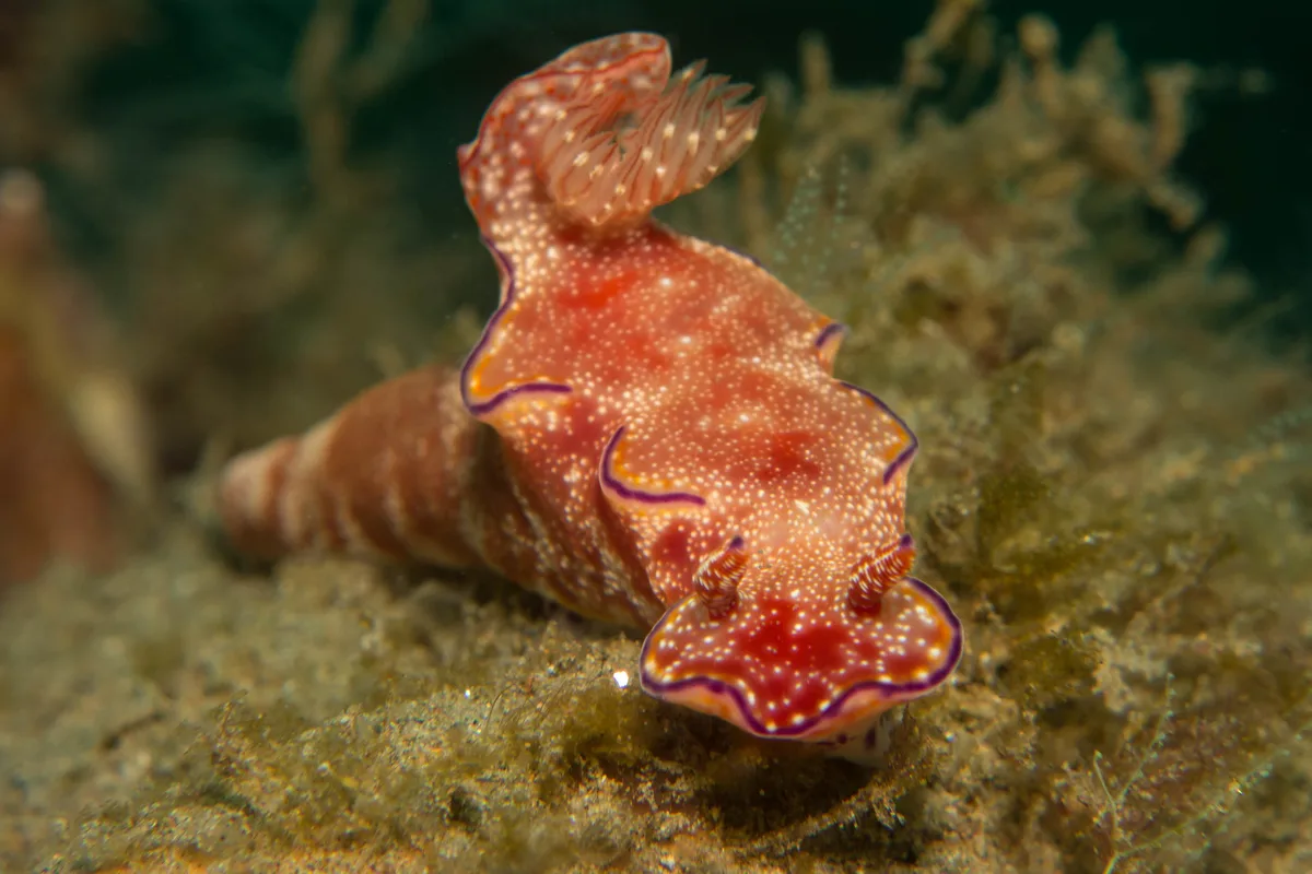 Ceratosoma tenue